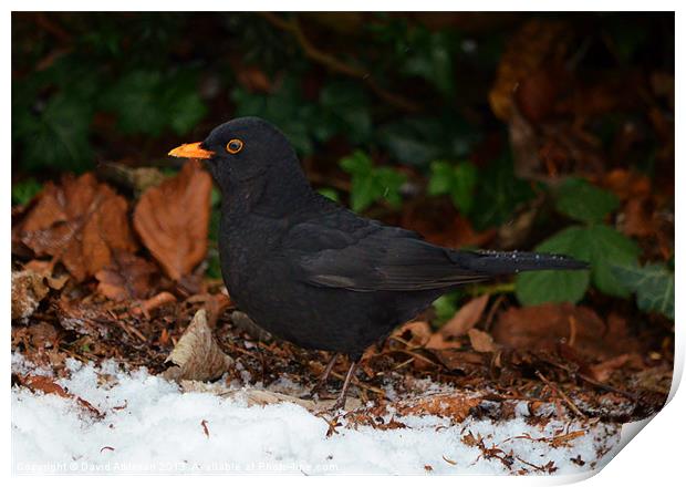 BLACKBIRD Print by David Atkinson