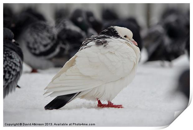 WHITE PIGEON IN THE SNOW Print by David Atkinson
