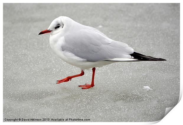 ON THIN ICE Print by David Atkinson