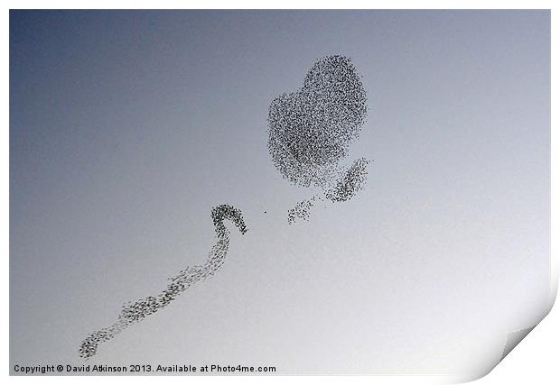 LOVE STARLINGS Print by David Atkinson