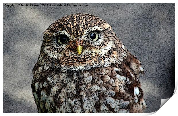 LITTLE OWL Print by David Atkinson