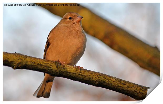 CHAFFINCH Print by David Atkinson