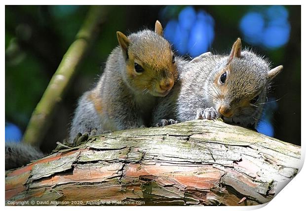 A pair of young squirrels sitting on a branch Print by David Atkinson