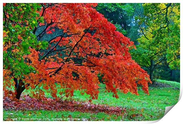 Autumn Colours Print by David Atkinson