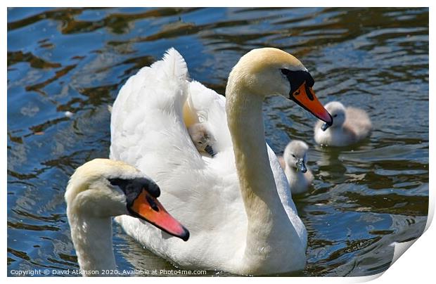 Swan family Print by David Atkinson