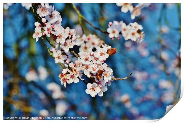 Spring Blossom Print by David Atkinson