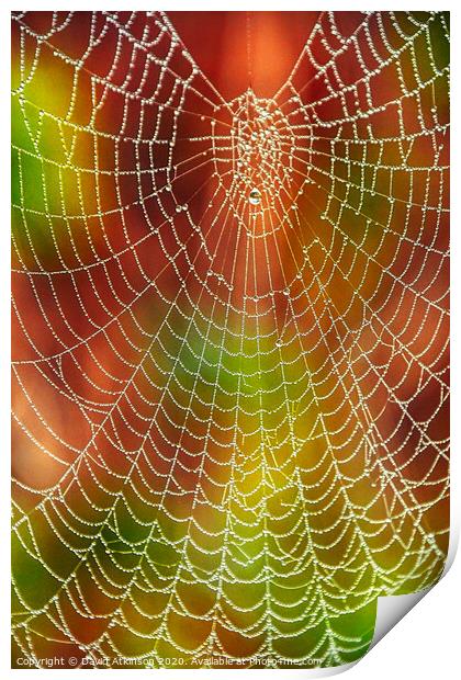Spider web Print by David Atkinson