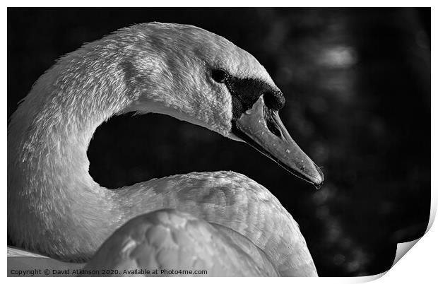 Sad Swan Print by David Atkinson