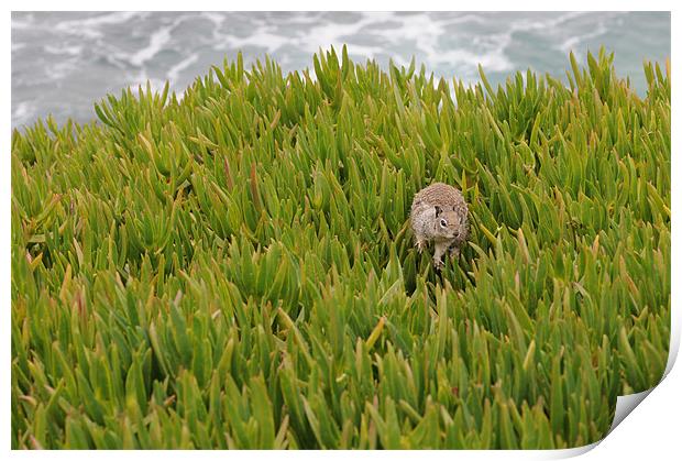 Secret La Jolla squirrel Print by Simon Wilson