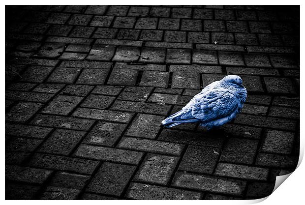 Blue pigeon Print by Edgars Rimeikis