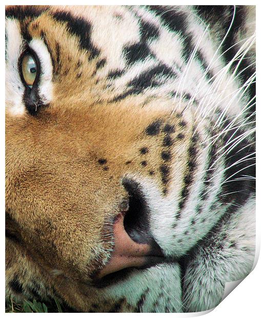 Tiger Tiger burning bright Print by Mark Ashton