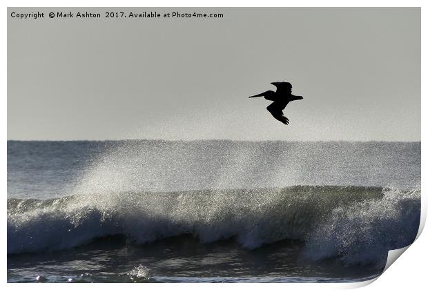 A Pelican Surfs The Waves Print by Mark Ashton