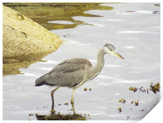 Heron Print by angela morris