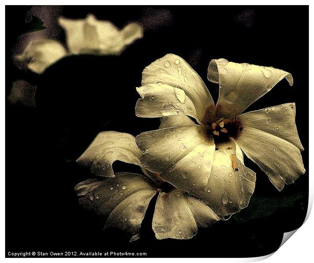 Flowers In The Rain Print by Stan Owen
