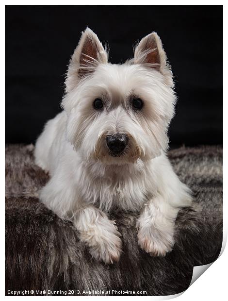 West Highland White Terrier Print by Mark Bunning