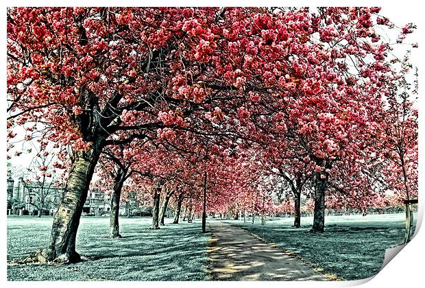 Cherry Blossom Path, Harrogate Print by Paul M Baxter