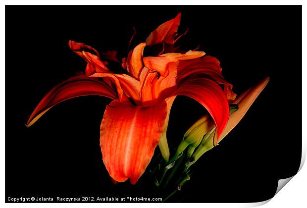 orange lily Print by Jolanta  Raczynska