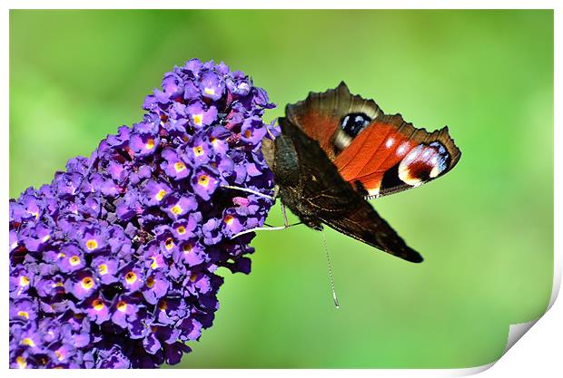 Peacock on Buddleia Print by Jon Short