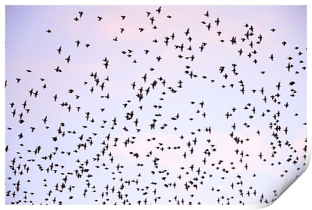 Murmuration of Starlings Print by Jon Short