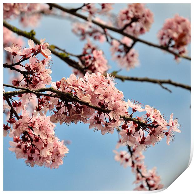 Cherry Blossom Print by Jon Short