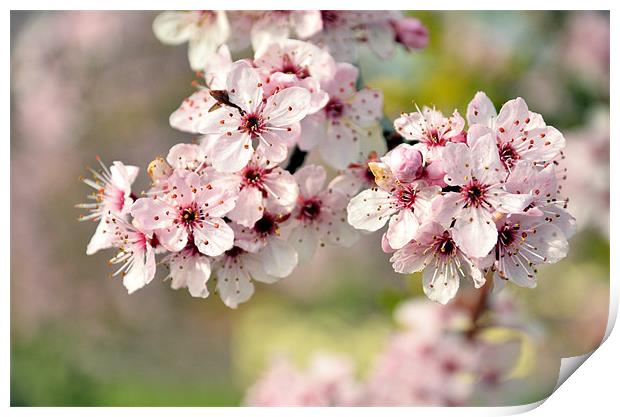 Cherry Blossom Print by Jon Short