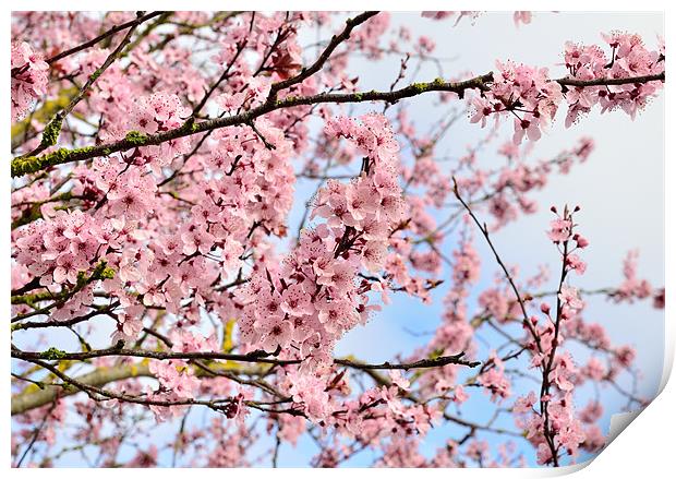 Cherry Blossom Print by Jon Short