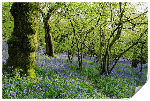 Bluebell Wood Print by Jon Short