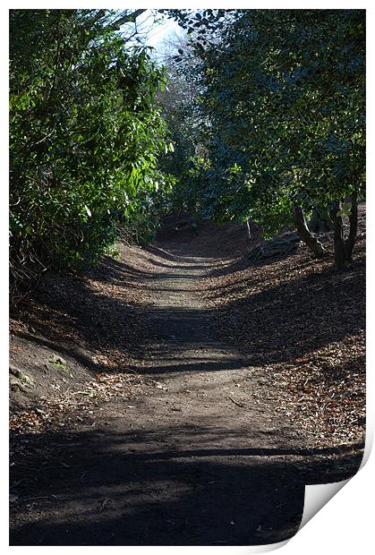 Woodland Path at Beaumont Park Print by Paul Oakes