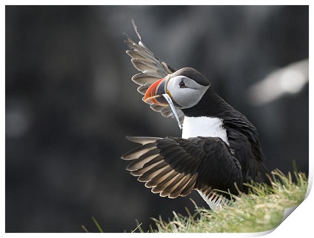Puffin Conductor Print by Keith Barker