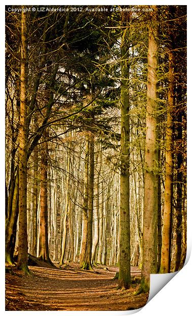 Dunnotar Woods Print by LIZ Alderdice