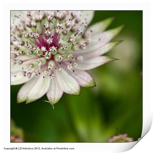 Astrantia Major Print by LIZ Alderdice