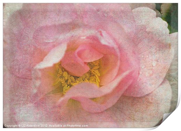Old English Rose Print by LIZ Alderdice