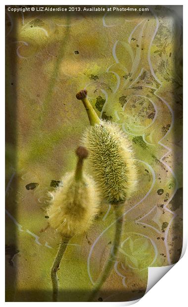 Seed Pods - Meconopsis paniculata Print by LIZ Alderdice