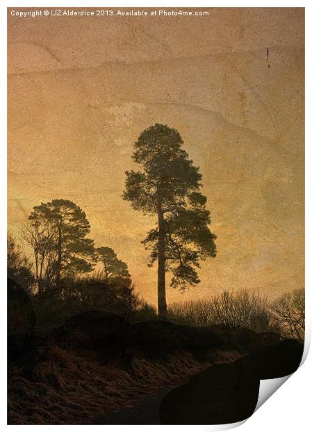 Scots Pine Print by LIZ Alderdice