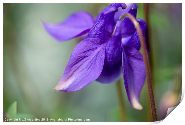 Columbine Print by LIZ Alderdice