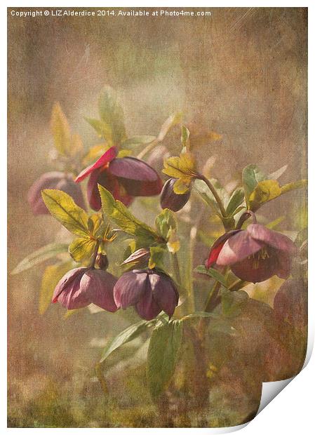 Sunlit Hellebores Print by LIZ Alderdice