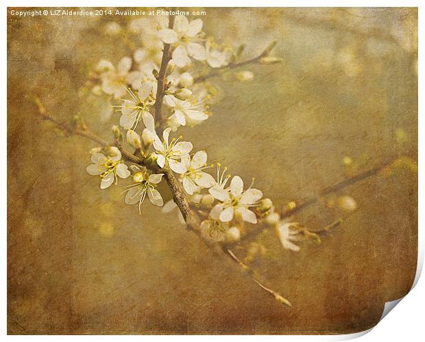 Blackthorn Blossom Print by LIZ Alderdice