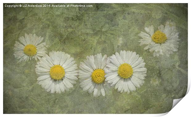 Daisy Chain Print by LIZ Alderdice