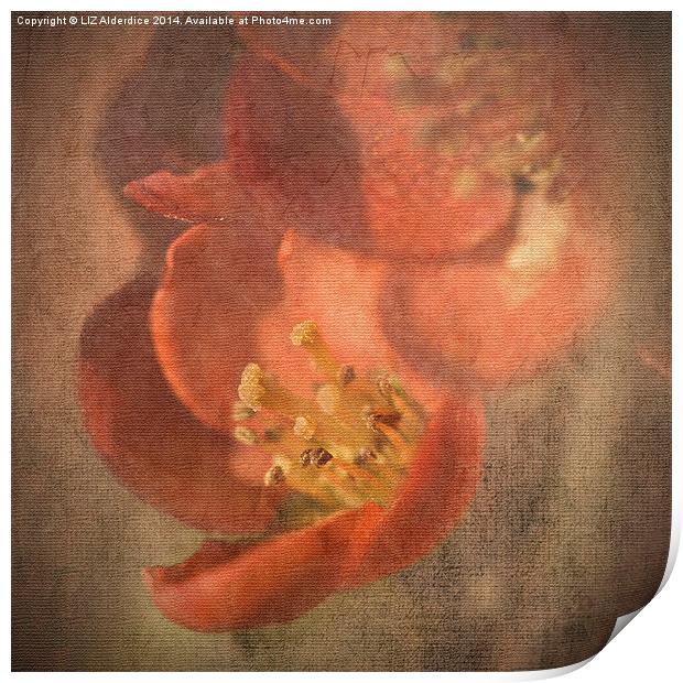Flowering Quince Print by LIZ Alderdice