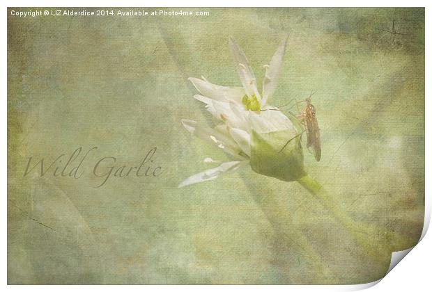 Wild Garlic Print by LIZ Alderdice