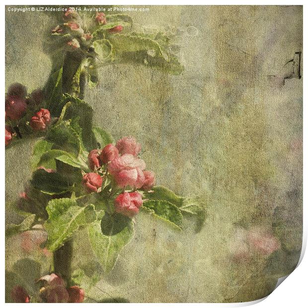 Apple Blossom (square format) Print by LIZ Alderdice