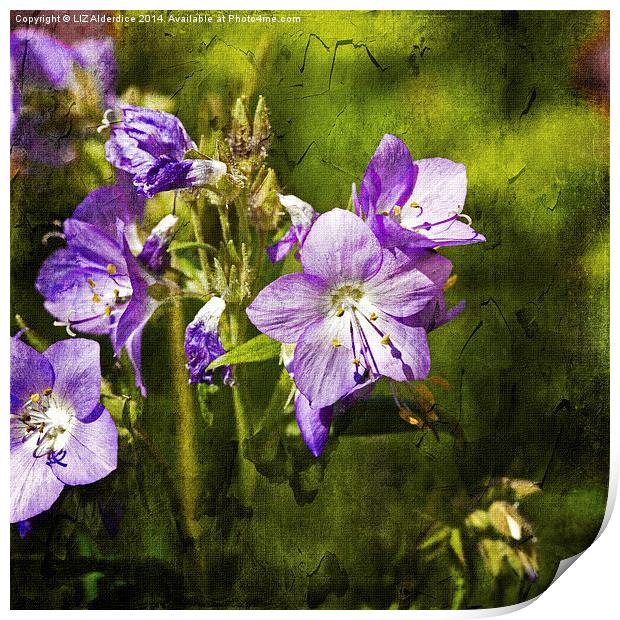 Polemonium Print by LIZ Alderdice