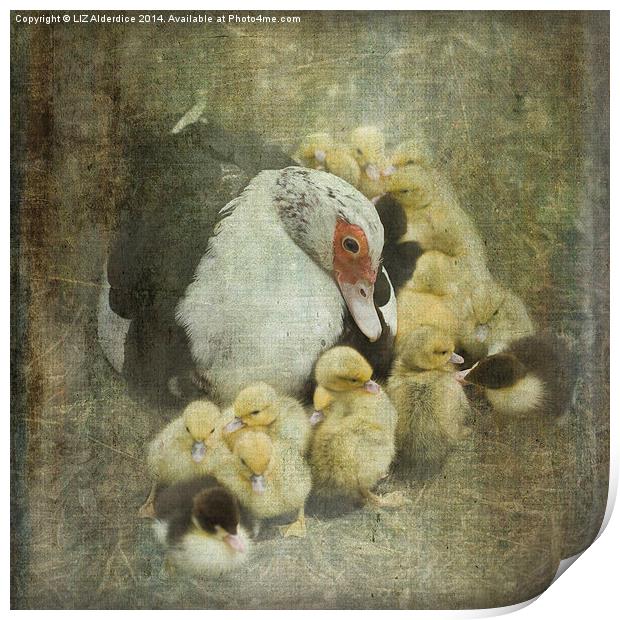 How Many Ducklings? Print by LIZ Alderdice