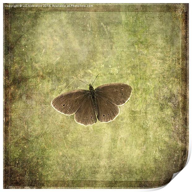 Ringlet Butterfly Print by LIZ Alderdice