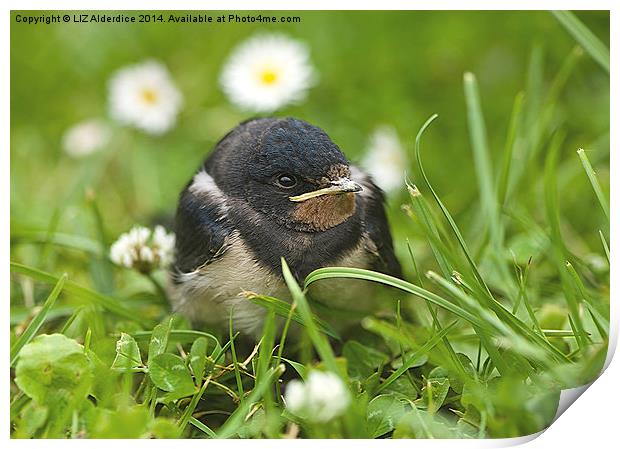 The Smallest Swallow Print by LIZ Alderdice