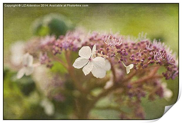  Lacecap Hydrangea Print by LIZ Alderdice