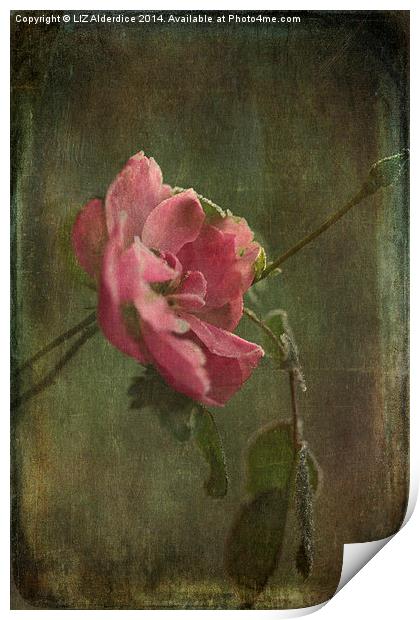  Vintage Winter Rose Print by LIZ Alderdice