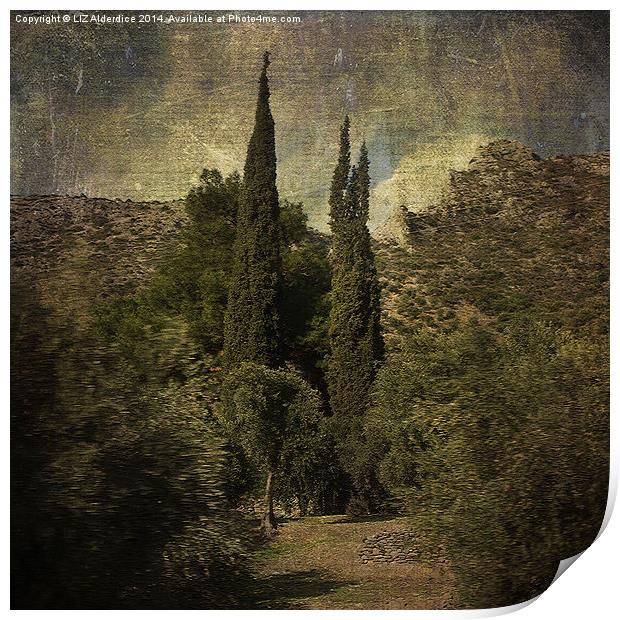 Cypress Trees and Olive Groves  Print by LIZ Alderdice