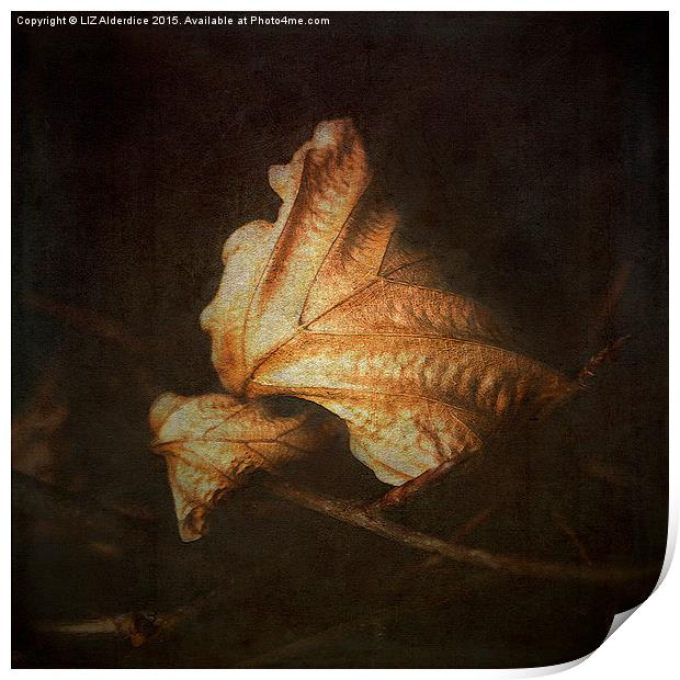  Beech Leaves (II) Print by LIZ Alderdice