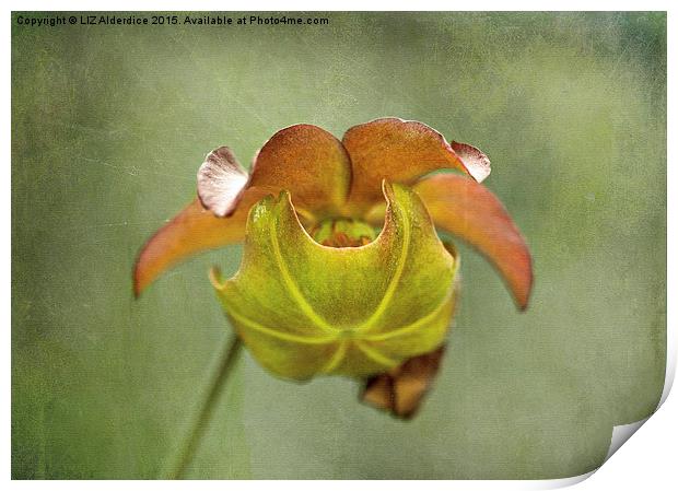  Pitcher Plant Flower Print by LIZ Alderdice